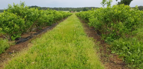 Gospodarstwo rolno-ogrodnicze Agro-Berry