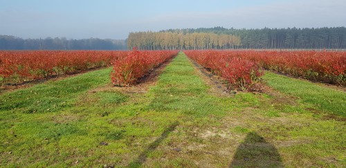 Gospodarstwo rolno-ogrodnicze Agro-Berry