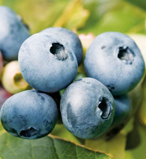 Borówka amerykańska BLUECROP