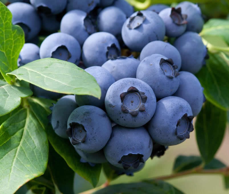 Borówka amerykańska BLUEGOLD